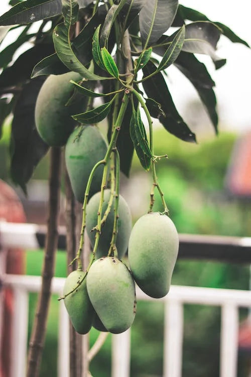 Premium Langra Mango – Sweet Green & Naturally Fiberless