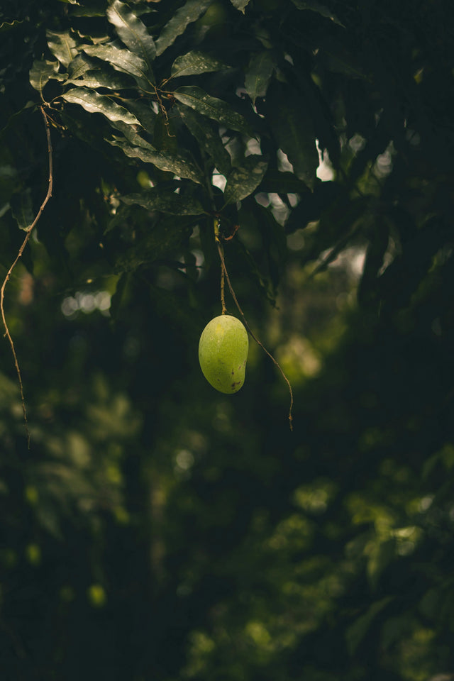 White Chaunsa Mango – The Creamy Crown Jewel of Pakistan