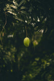 White Chaunsa Mango – The Creamy Crown Jewel of Pakistan