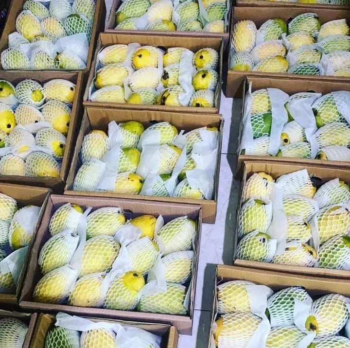 Premium Sindhri Mango – Pakistan’s Queen of Mangoes
